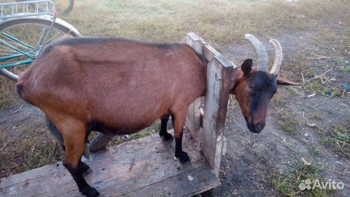 Коза чешская дойная