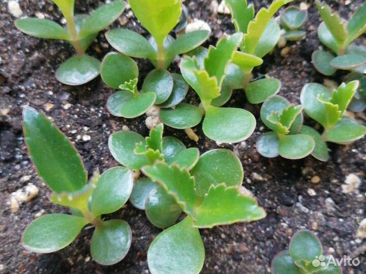 Каланхое лечебное