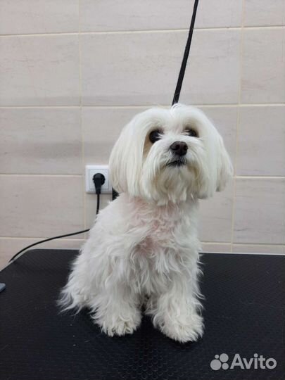 Грумер/ стрижка собак