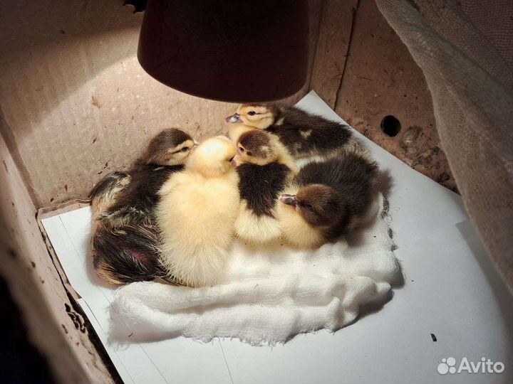 Утята индоутки