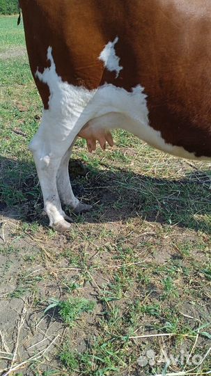 Коровы дойные молочные ставропольский край