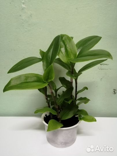 Традесканция