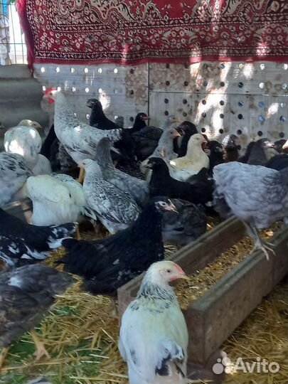 Курочки несушки