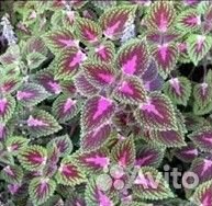 Олеандр, Колеус, Традесканция тай