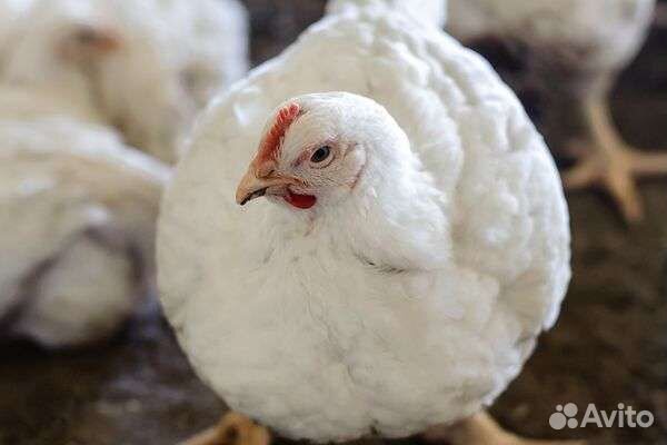 Цыплята бройлеры рос 308 37 дней, от 2 кг весом