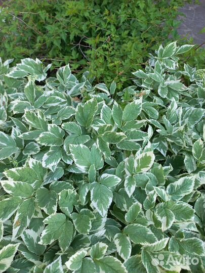 Сныть пестролистная