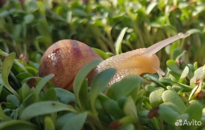 Улитка Helix Aspersa Maxima
