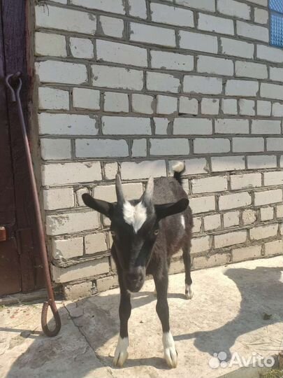 Альпийские козлята