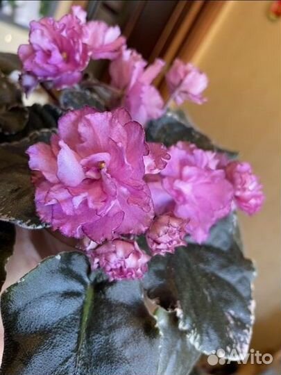 Детки сортовых фиалок