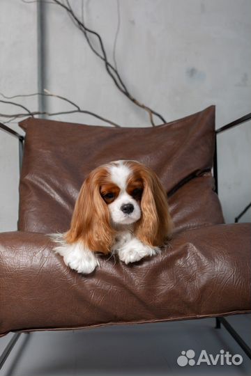 Кавалер кинг чарльз спаниель вязка