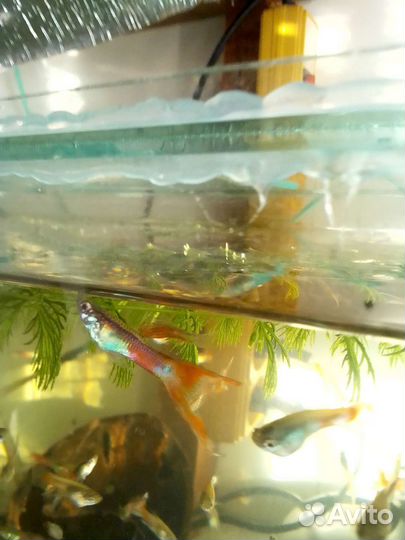 Аквариумные гидробионты и растения