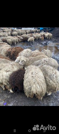 Бараны овцы