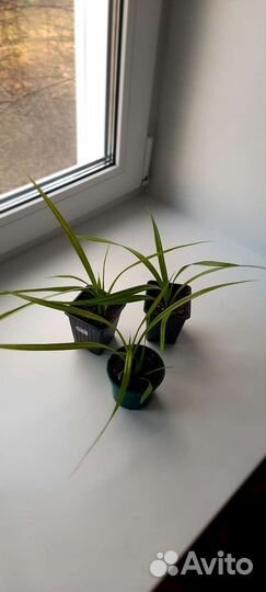 Пальма панданус