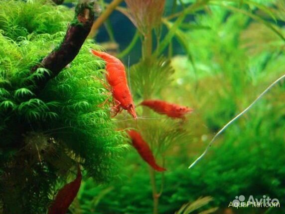 Креветки - сакура, желтая, синяя, жемчуг, аманки