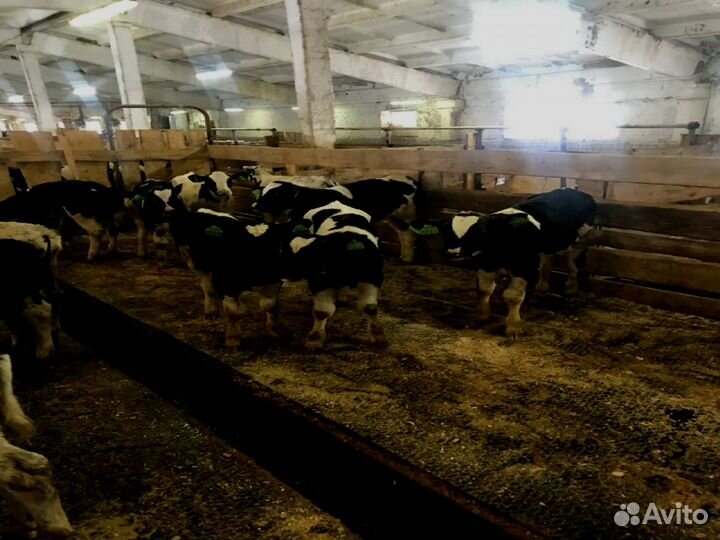 Бычки телята от 1мес