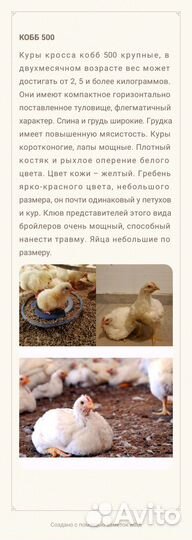 Бройлер