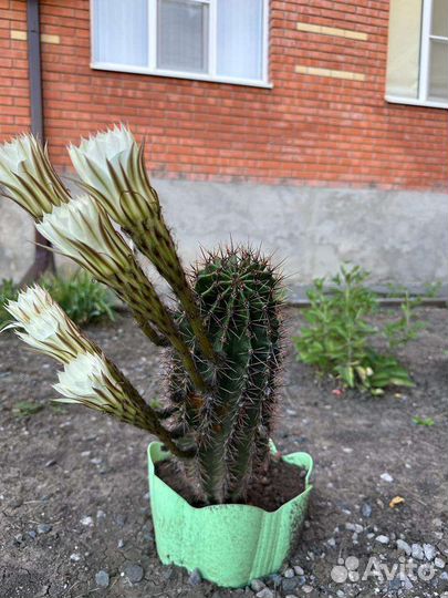 Кактус цветущий