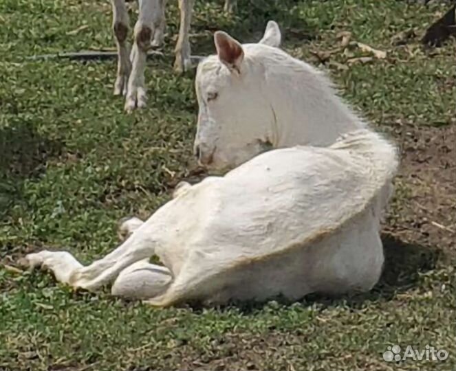 Козел зааненский