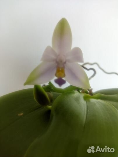 Орхидея фаленопсис сортовая