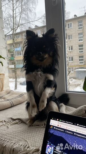 Чихуа триколор на вязку