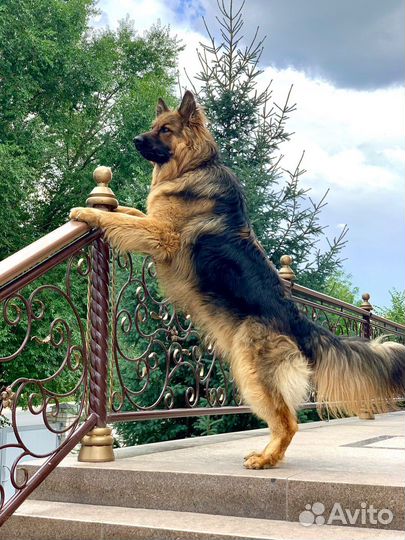 Немецкая овчарка кобель вязка с родословной