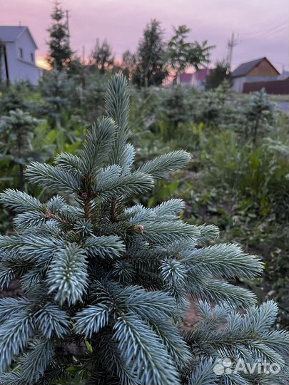 Голубые(сизые) ели
