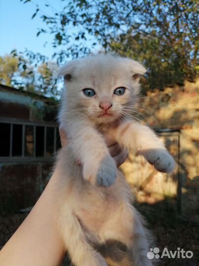 Шотландская вислоухая кошка белая серая