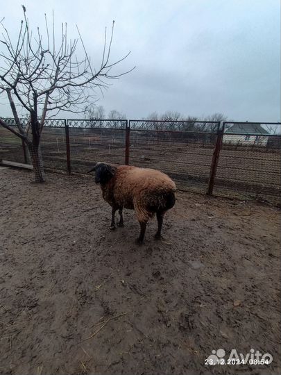 Овцы бараны