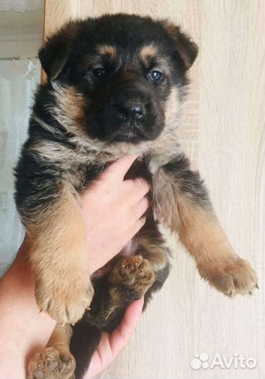 Немецкая овчарка