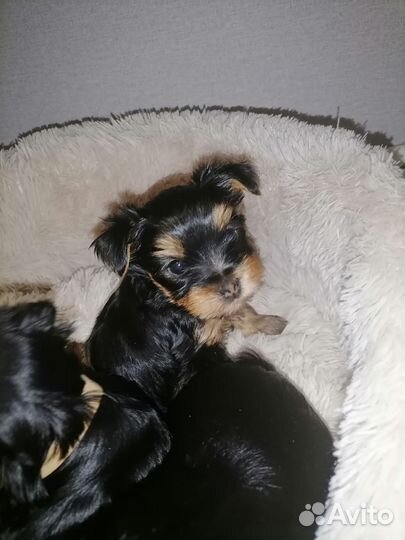 Йоркширский терьер