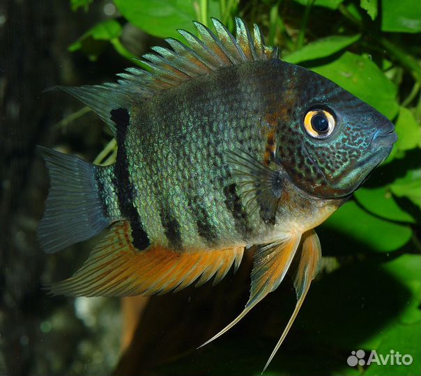 Аквариумные рыбки, цихлиды