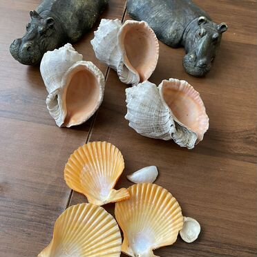 Ракушки морские,бегимотики