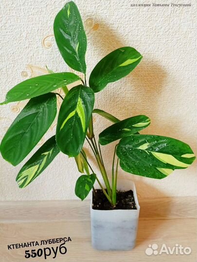 Строманты,маранты, диффенбахии