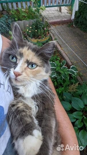 Кошка, котенок