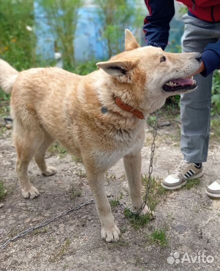 Собака в добрые руки. Золотой