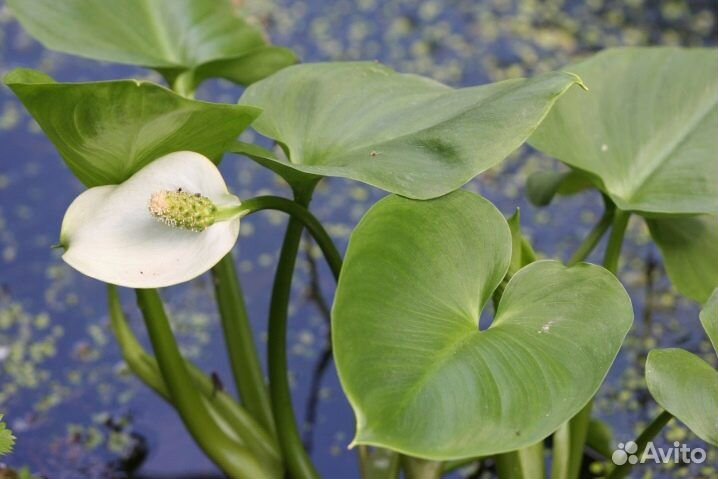 Нимфеи и другие водные растения для пруда. Часть 2