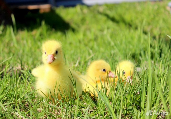 Суточные утята, индюшата, муларды. Еженедельно