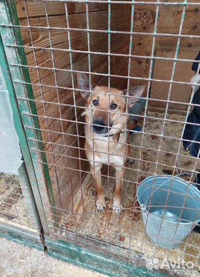 Молодой ласковый Боня из приюта ищет семью