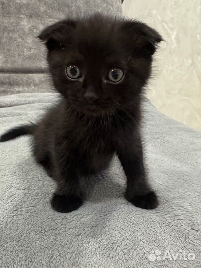 Шотландская вислоухая кошечка