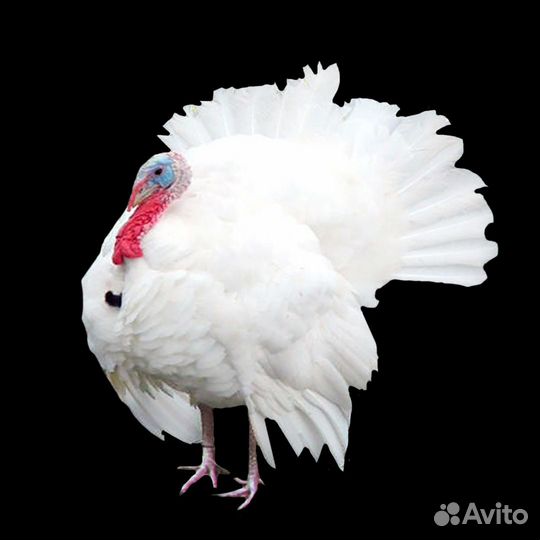 Цыплята Индюшата на майские