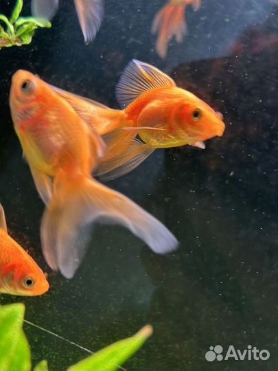 Золотые рыбки