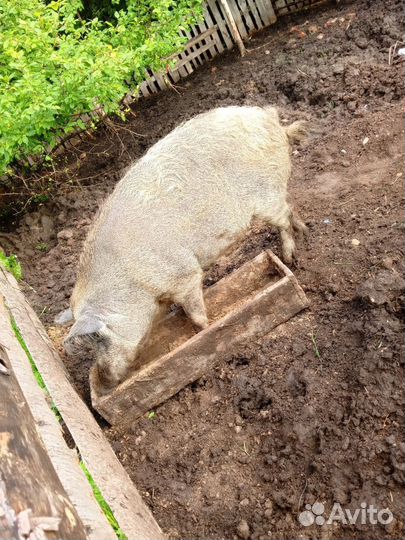 Мангал и кабан