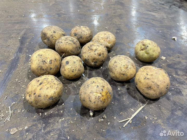 Продам семенной картофель сорт Ривьера