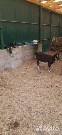 Коза дойная с козлятами