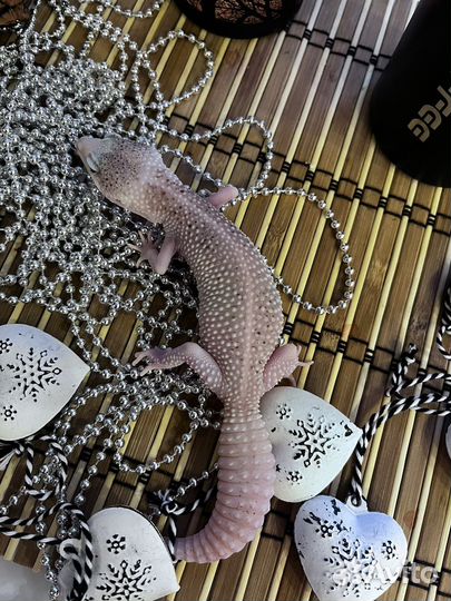 Геккон эублефар