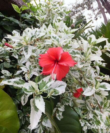 Гибискус, Каламондин вариегатный, Бругмансии