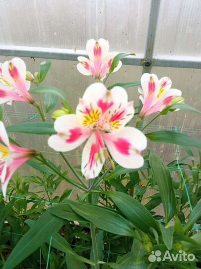 Альстромерия корни