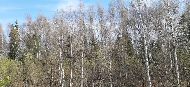 Участок 15 сот. (СНТ, ДНП)