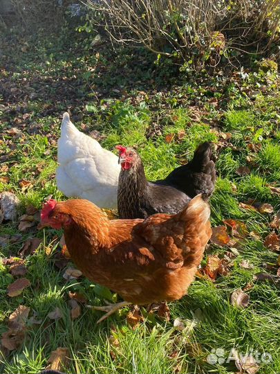 Домашние куриные яйца