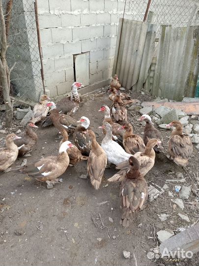 Домашние утки